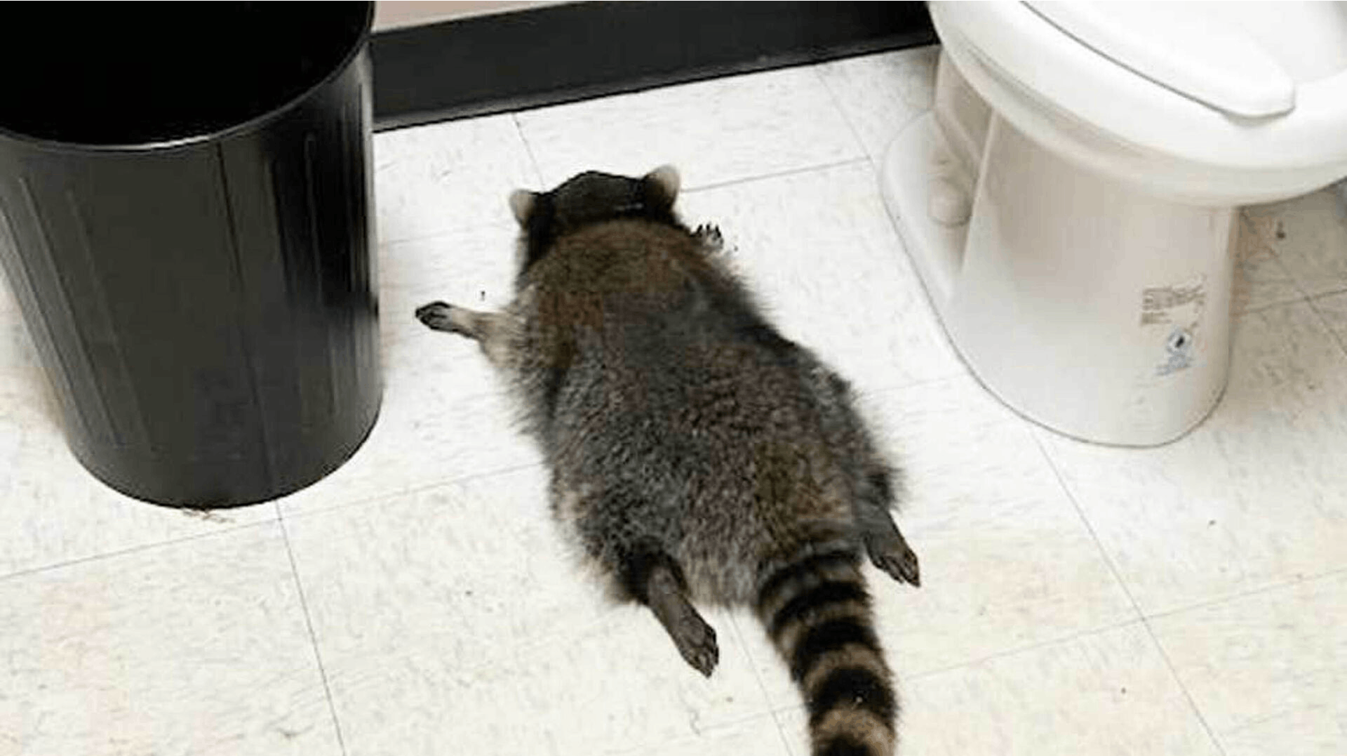 En vaskebjørn fik sig en ufrivillig druktur, da den fra loftet faldt ned i en spiritusbutik i Virginia. Den stakkels fyr gik til sidst død på toilettet og er siden blevet sluppet fri uden mén.