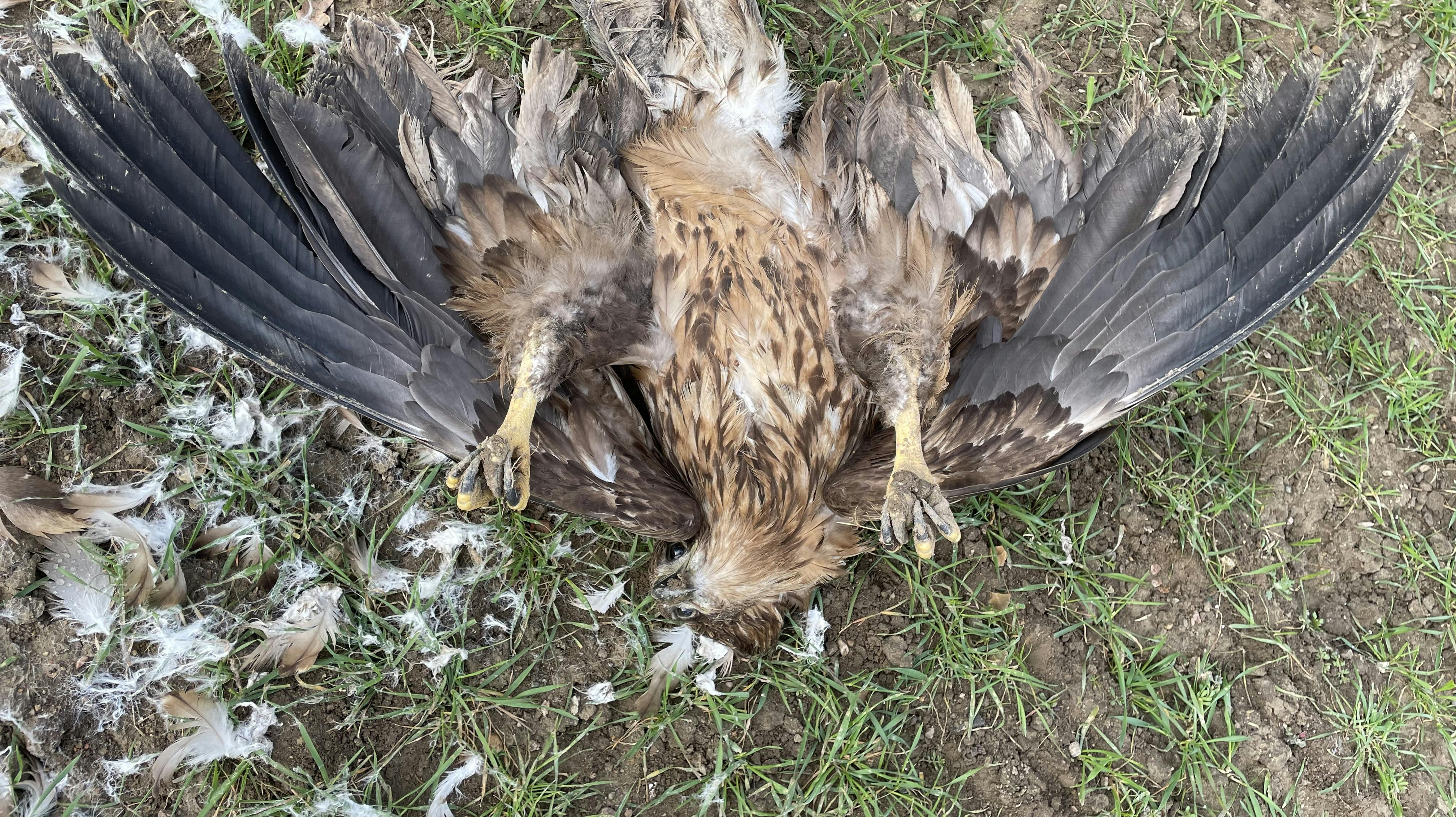 En ung havørn blev 31. marts i år fundet død på Langeland. En obduktion har nu afsløret at ørnen blev endnu et offer for det ulovlige giftstof carbofuran.