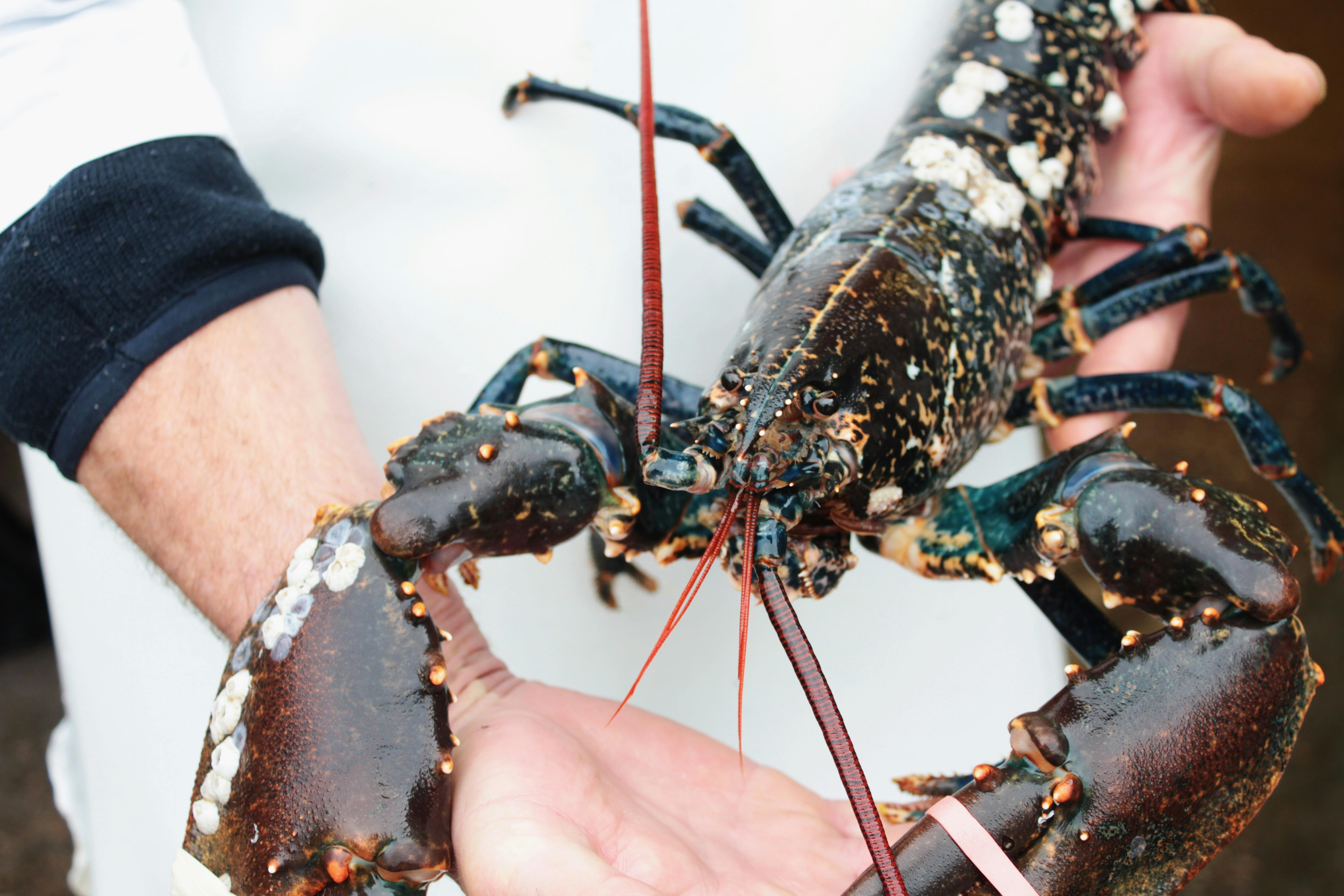 Kiloprisen på en fætter som den her er meget høj op til nytår. Og det ved de organiserede tyve godt.