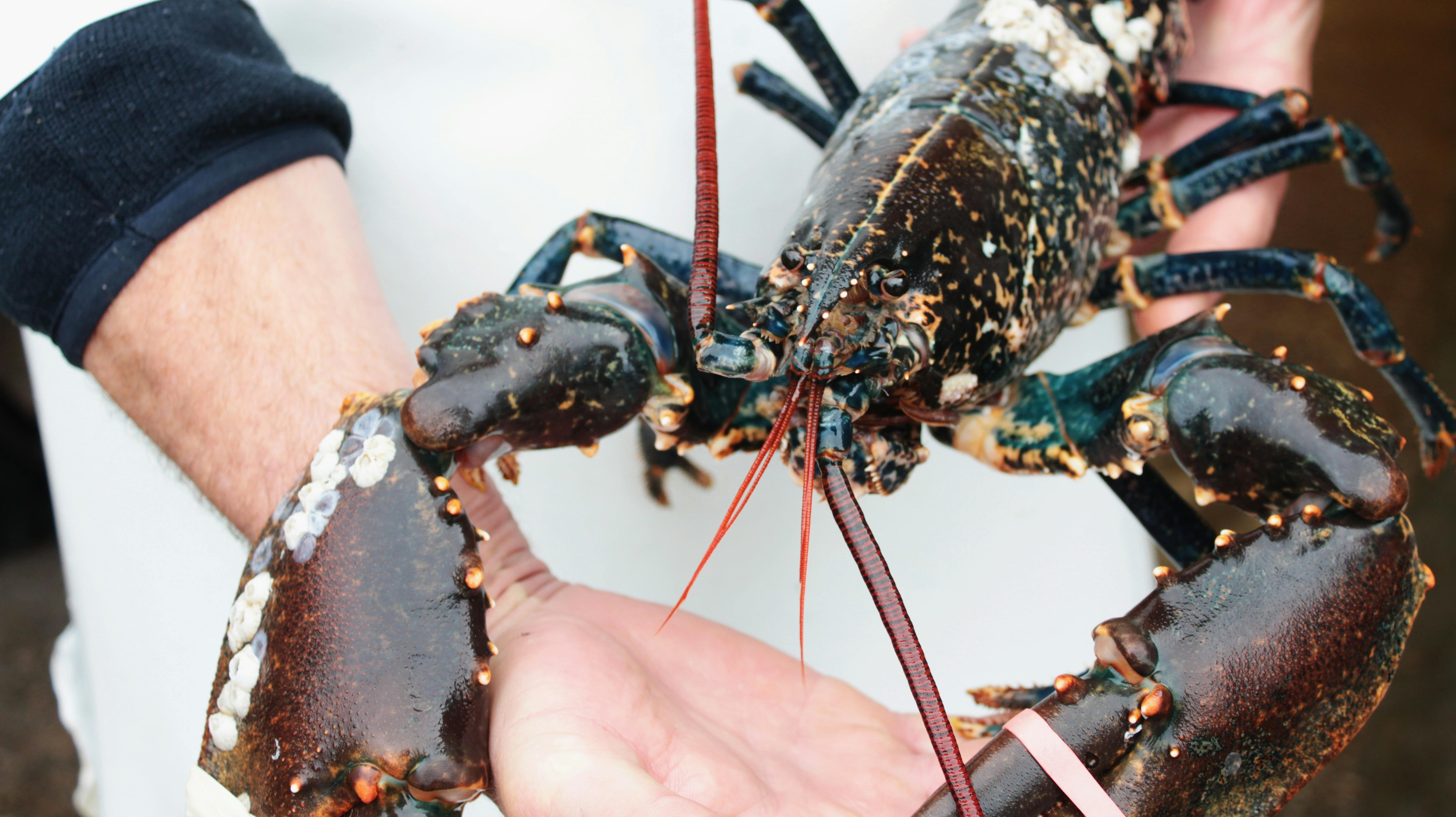 Kiloprisen på en fætter som den her er meget høj op til nytår. Og det ved de organiserede tyve godt.