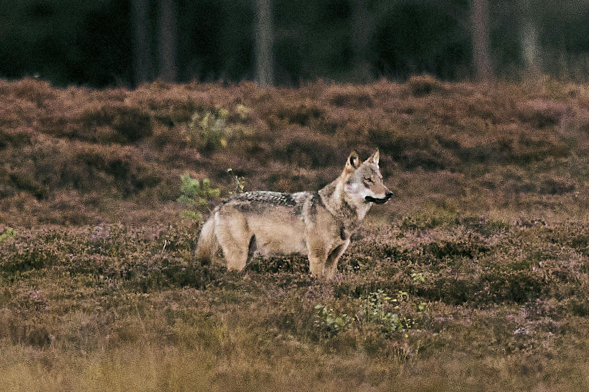 Vild ulv i Vestjylland, mandag den 8. september 2025. Ulven var længe regnet for uddød i Danmark, men vendte for godt 10 år siden tilbage hertil sydfra. Ulve må kun skydes, hvis de regnes som "problemulve".. (Foto: Thomas Traasdahl/Ritzau Scanpix)