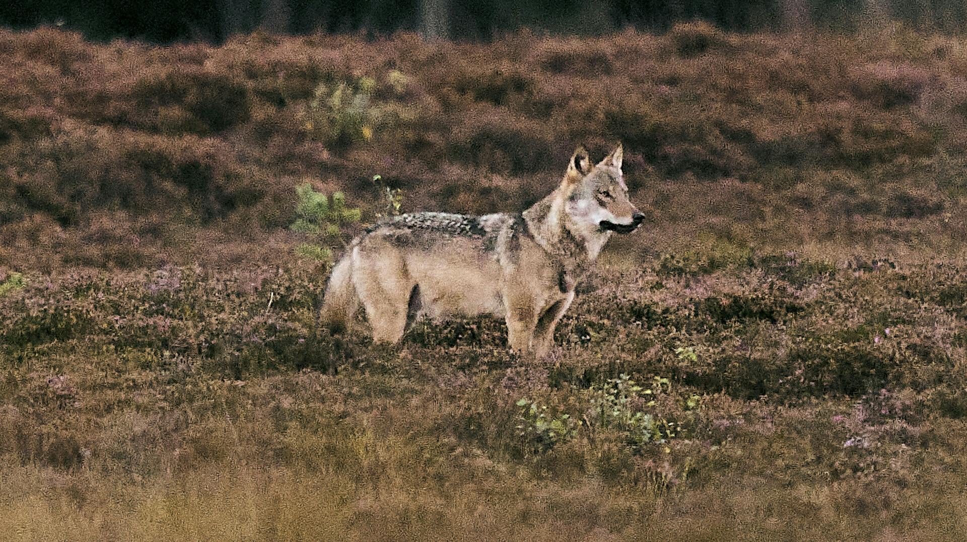 Vild ulv i Vestjylland, mandag den 8. september 2025. Ulven var længe regnet for uddød i Danmark, men vendte for godt 10 år siden tilbage hertil sydfra. Ulve må kun skydes, hvis de regnes som "problemulve".. (Foto: Thomas Traasdahl/Ritzau Scanpix)