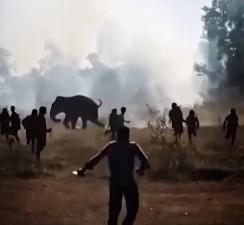 En vild elefant skaber frygt og rædsel i den indiske delstat Jharkhand, hvor den indtil videre har kostet 22 mennesker livet.