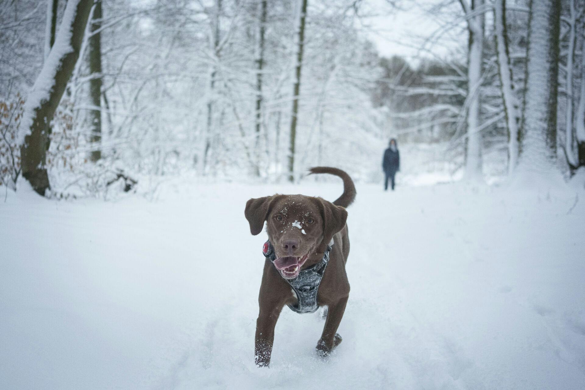 Vinterglæden er sikret for de mindste og deres firbenede venner, når det hvide tæppe snart lægger sig over landet igen.