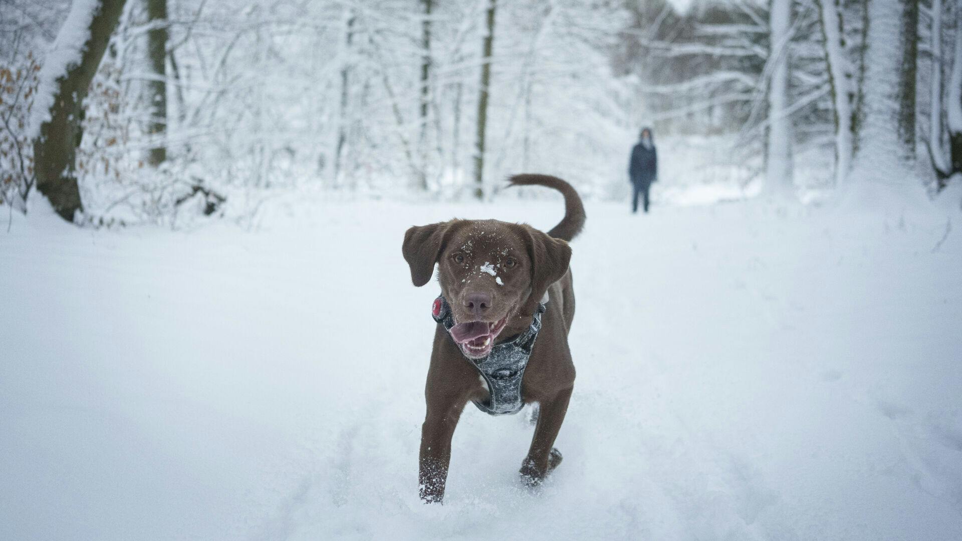 Vinterglæden er sikret for de mindste og deres firbenede venner, når det hvide tæppe snart lægger sig over landet igen.