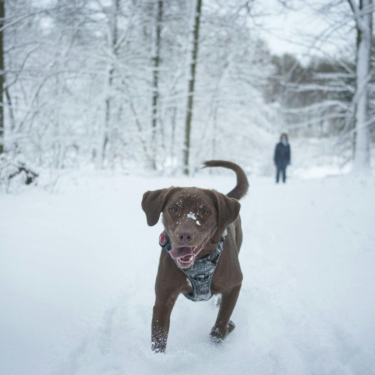 Vinterglæden er sikret for de mindste og deres firbenede venner, når det hvide tæppe snart lægger sig over landet igen.