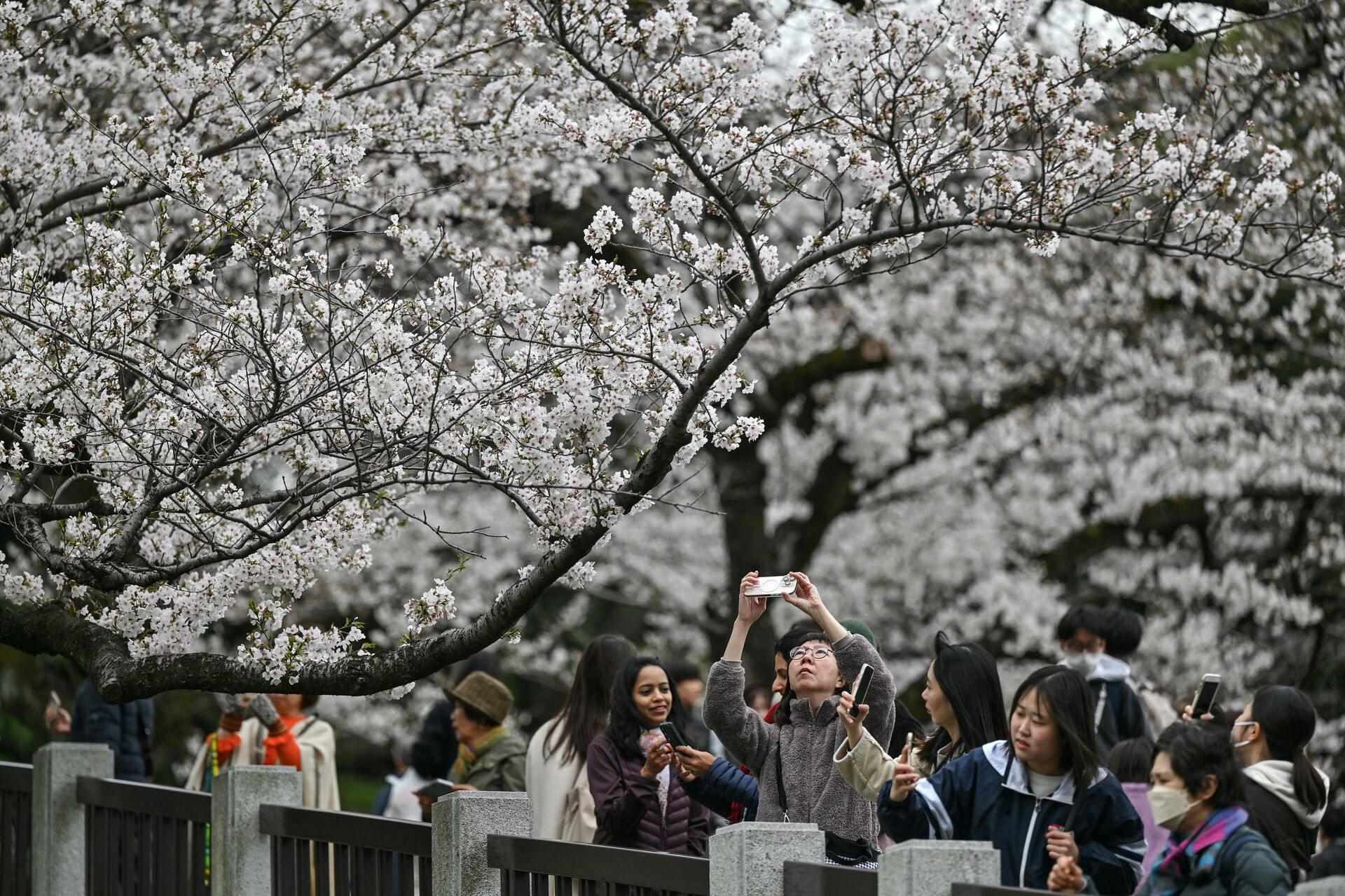 Den populære kirsebærfestival i Fujiyoshida aflyses nu for at beskytte lokalbefolkningen mod overturisme. Selvom de ikoniske træer ved Mount Fuji stadig blomstrer, må de mange besøgende i år kigge langt efter madboder og organiserede festligheder.