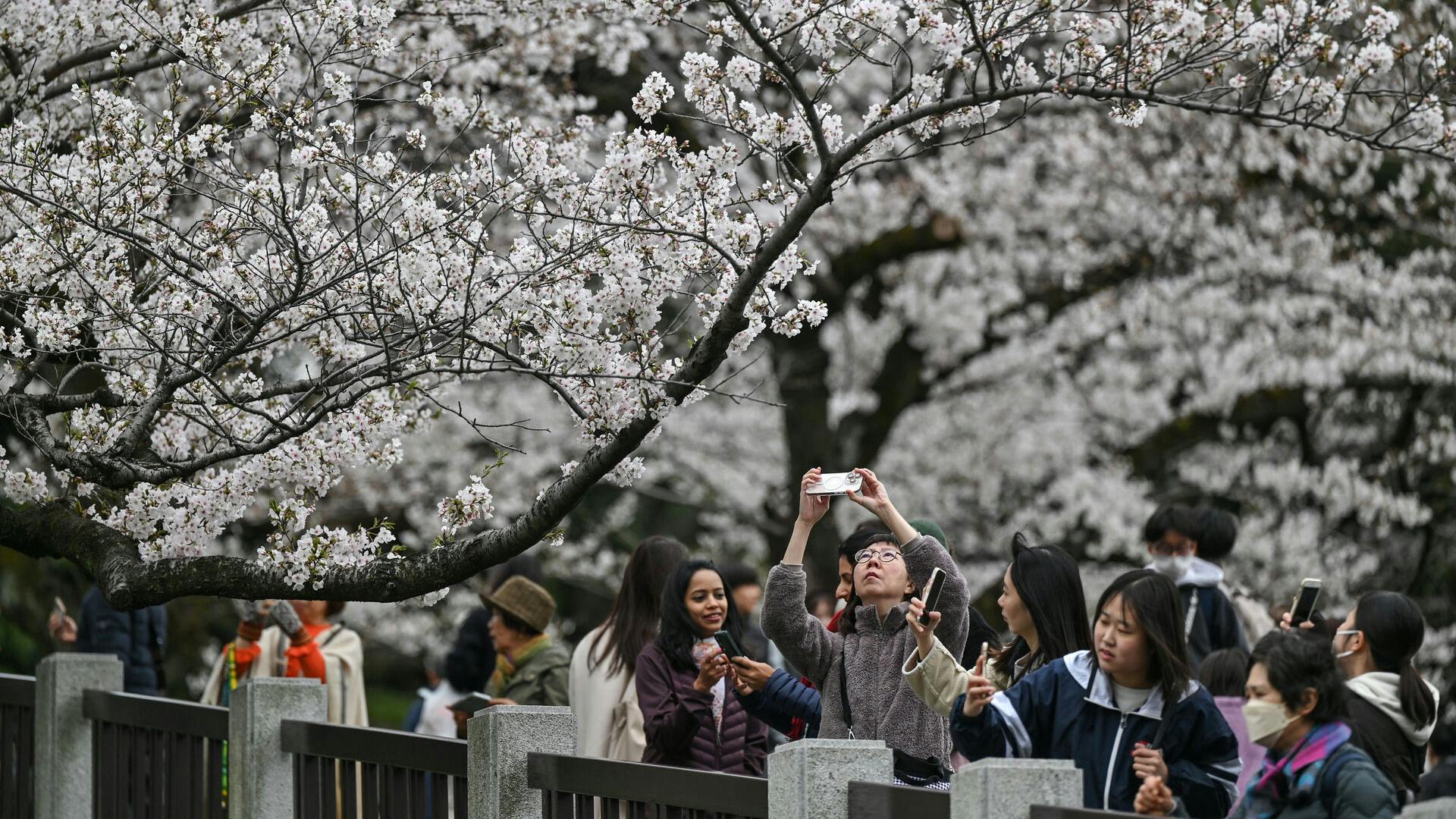 Den populære kirsebærfestival i Fujiyoshida aflyses nu for at beskytte lokalbefolkningen mod overturisme. Selvom de ikoniske træer ved Mount Fuji stadig blomstrer, må de mange besøgende i år kigge langt efter madboder og organiserede festligheder.