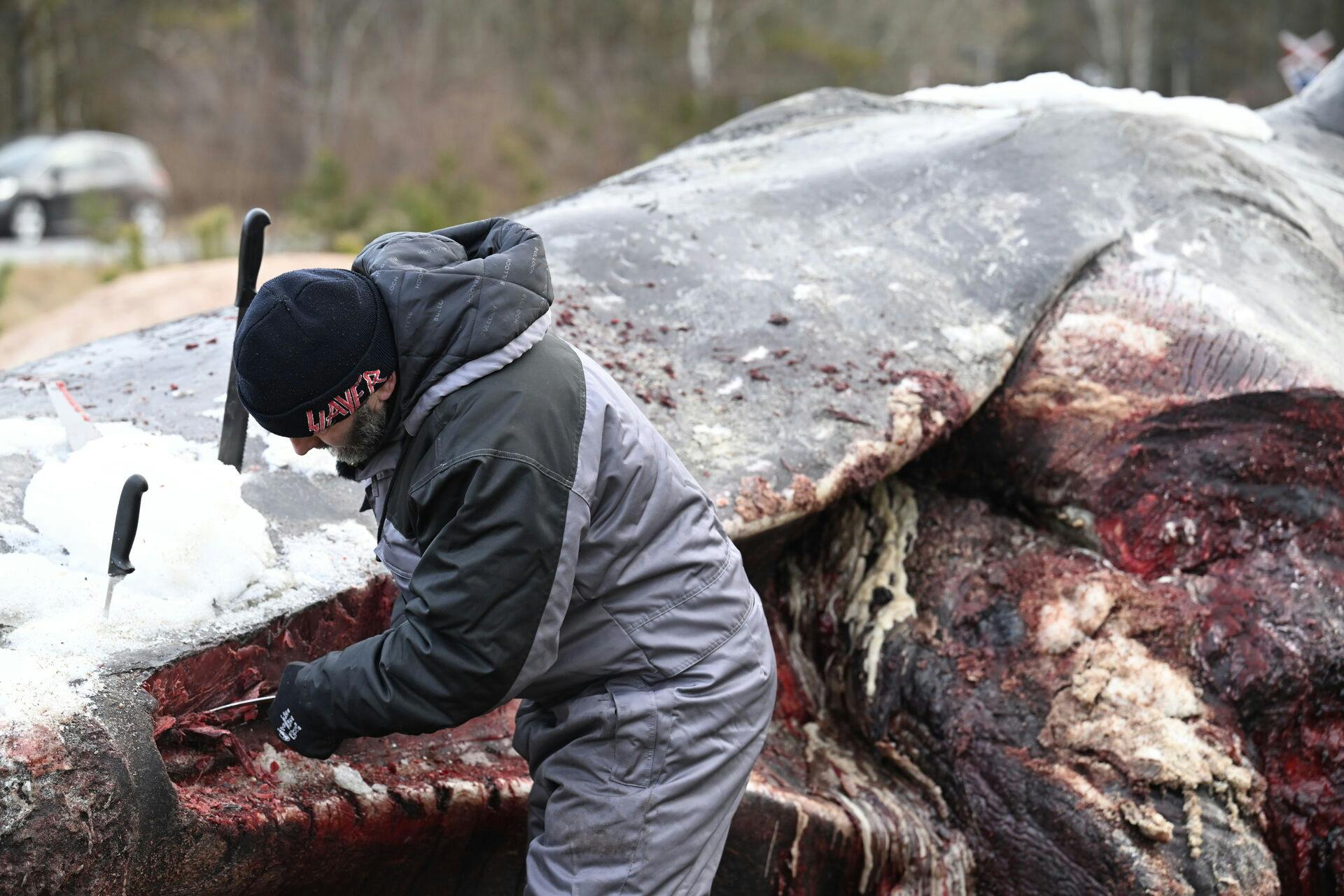 En død kaskelothval, som strandede ved Ålbæk Bugt i Nordjylland, obduceres ved Bunken Klitplantage i Nordjylland torsdag den 5. februar 2026.