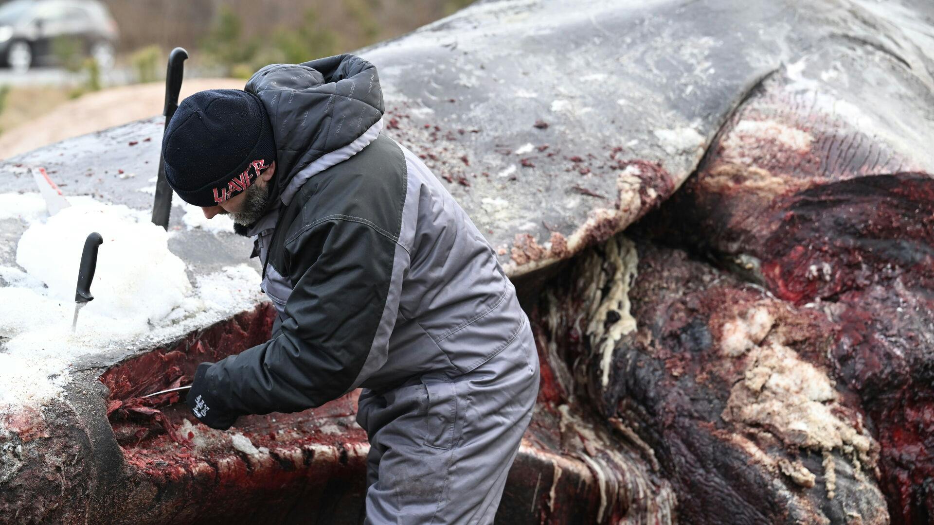 En død kaskelothval, som strandede ved Ålbæk Bugt i Nordjylland, obduceres ved Bunken Klitplantage i Nordjylland torsdag den 5. februar 2026.
