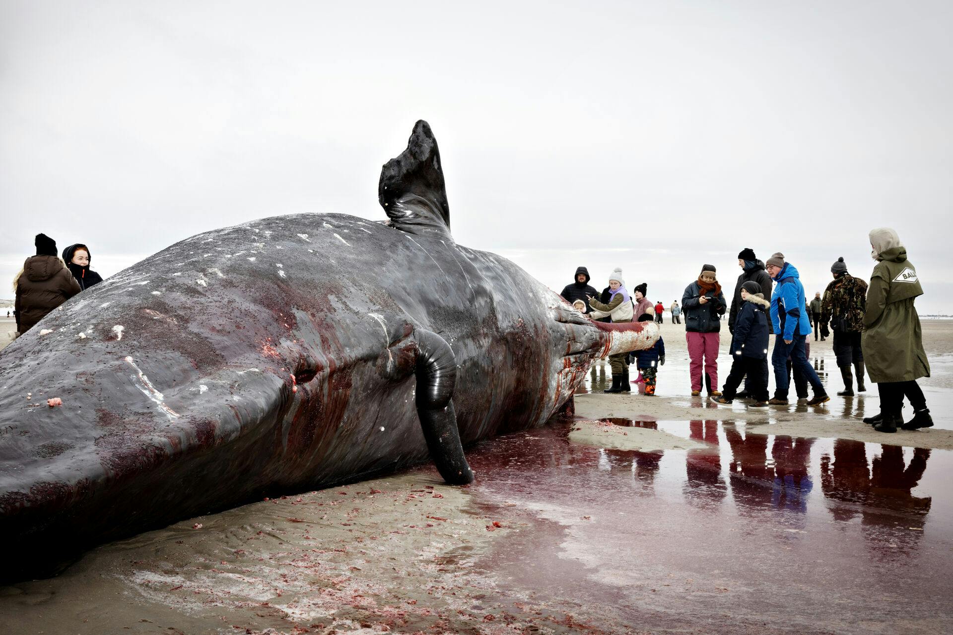 Et stykke af kæben fra den døde kaskelothval er forsvundet. 