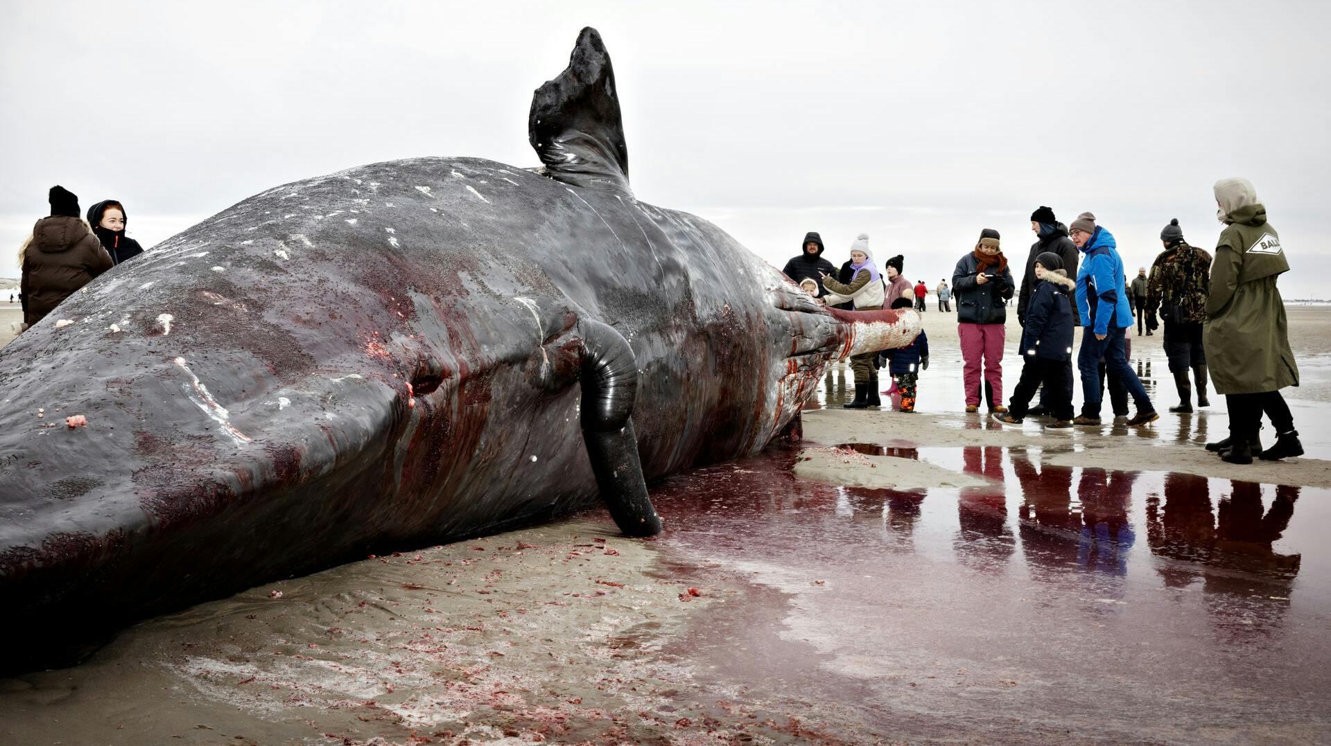 Et stykke af kæben fra den døde kaskelothval er forsvundet.
