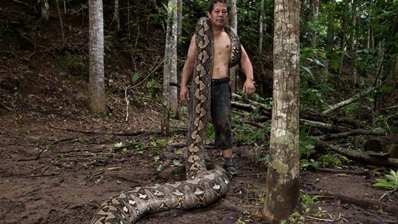 Sådan ser verdens længste slange ud.