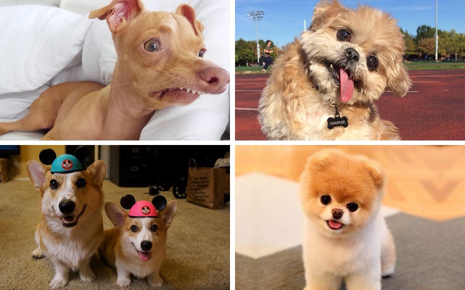 Her er internettets sødeste og sjoveste hunde | SE HØR