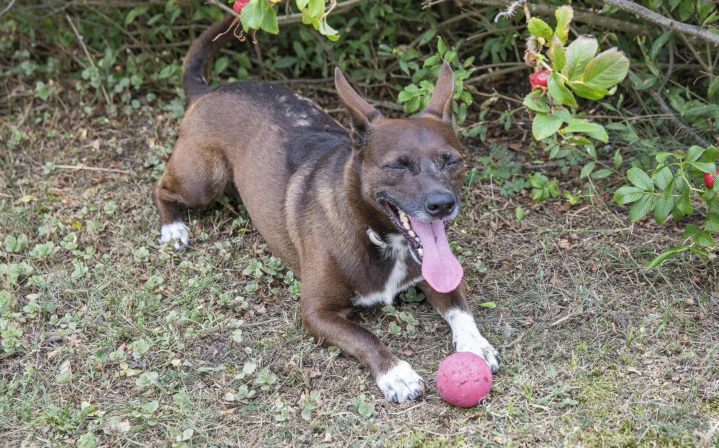 https://imgix.seoghoer.dk/dorthe_kollo_-_mig_og_min_hund_wen_5.jpg