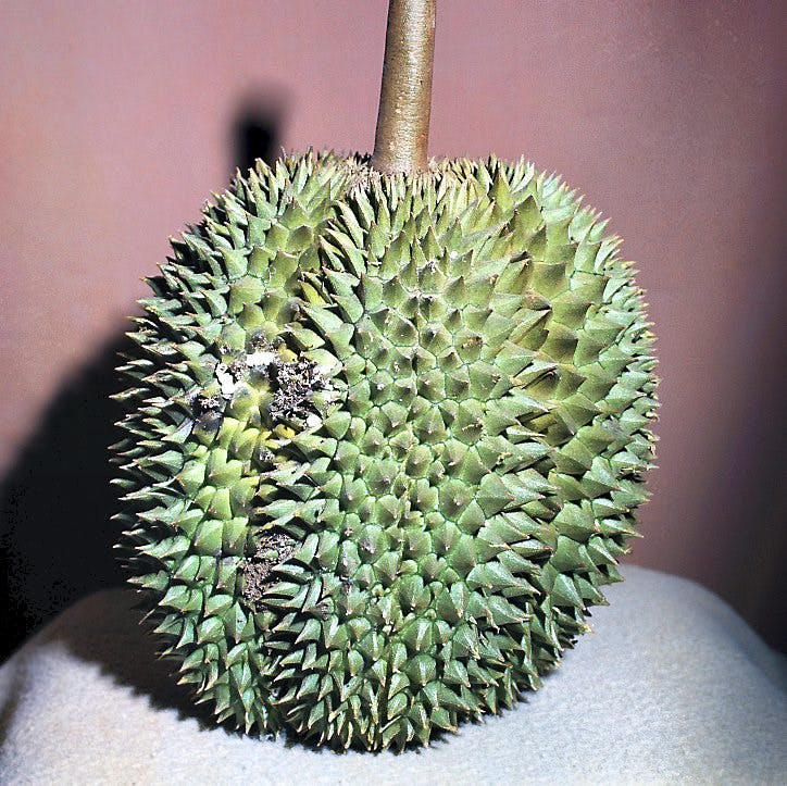 https://imgix.seoghoer.dk/durian.jpg