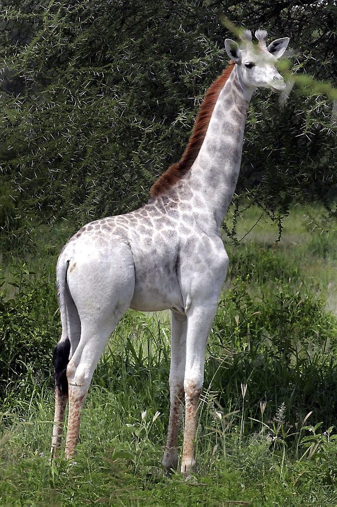 https://imgix.seoghoer.dk/en-hvid-giraf.jpg