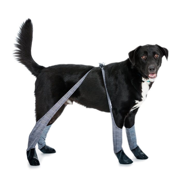 https://imgix.seoghoer.dk/hund1.jpg