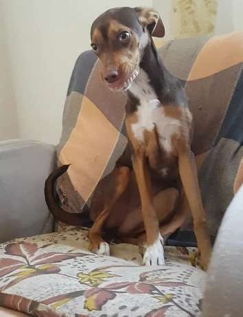 https://imgix.seoghoer.dk/hunden_0.jpg