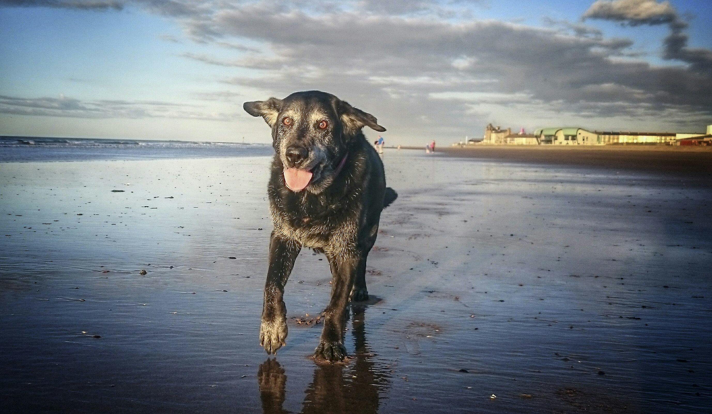 https://imgix.seoghoer.dk/jessie_en_sort_labrador.jpg
