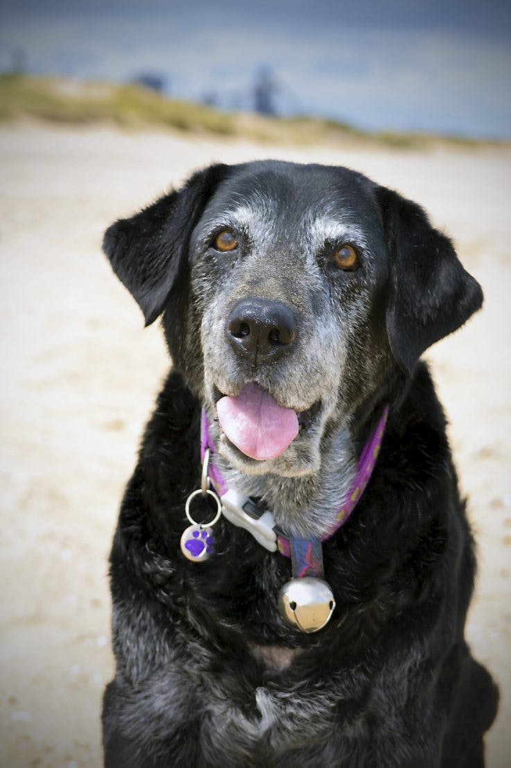 https://imgix.seoghoer.dk/jessie_en_sort_labrador_1.jpg