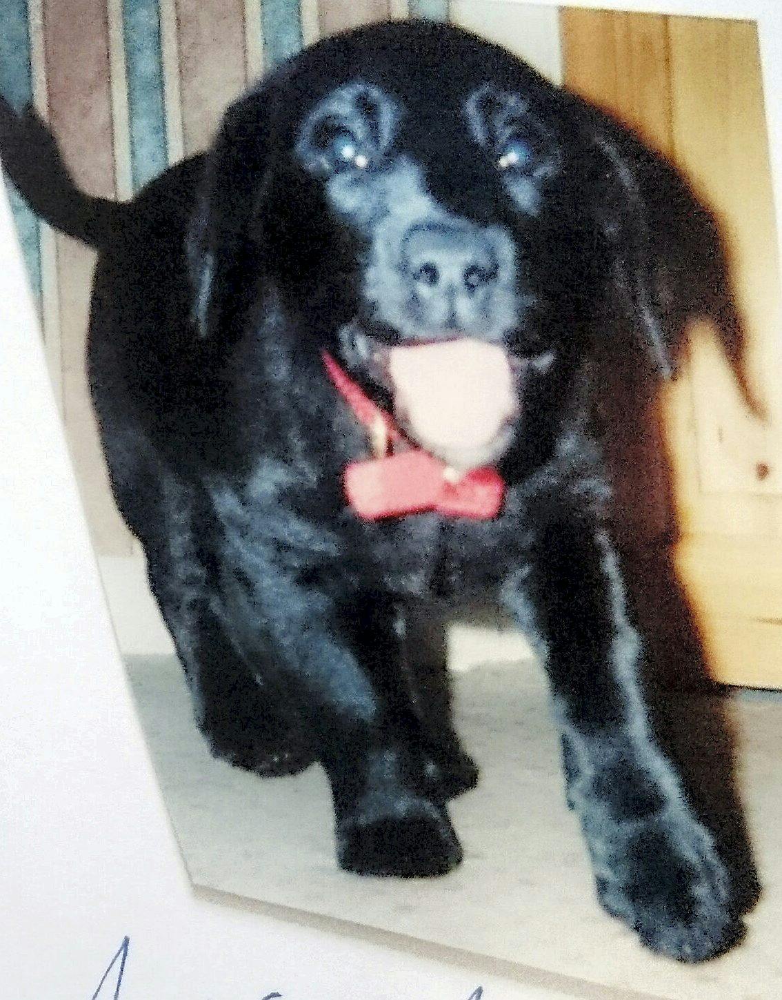 https://imgix.seoghoer.dk/jessie_en_sort_labrador_hund.jpg