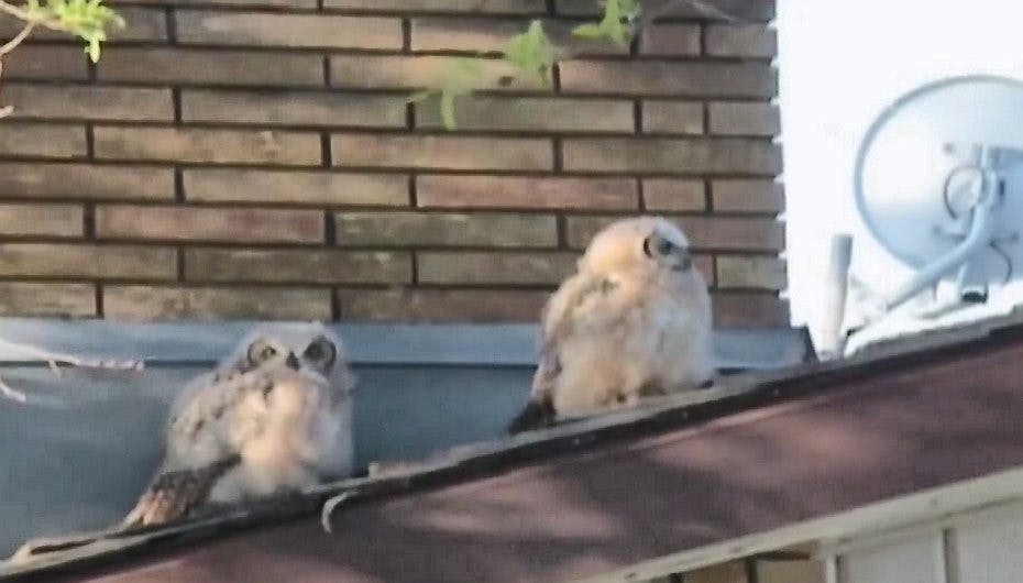 Se videoen med den frække ugle her