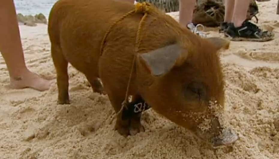 Øffe er en af de nye beboere hos Havfolket