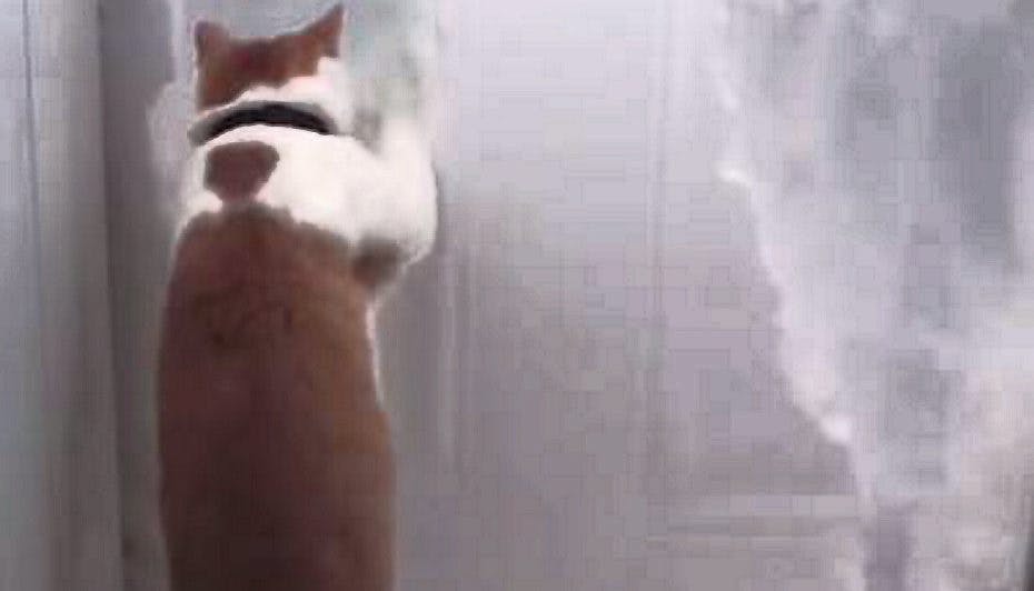Det er ikke tosset at have en kat, der graver gennem sneen.