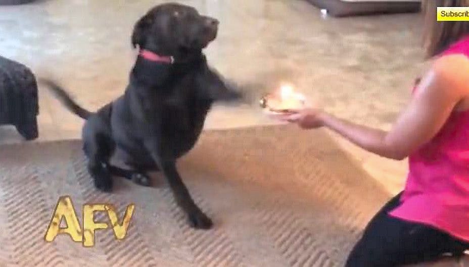 Denne hund var ikke udpræget glad for sin fødselsdagskage