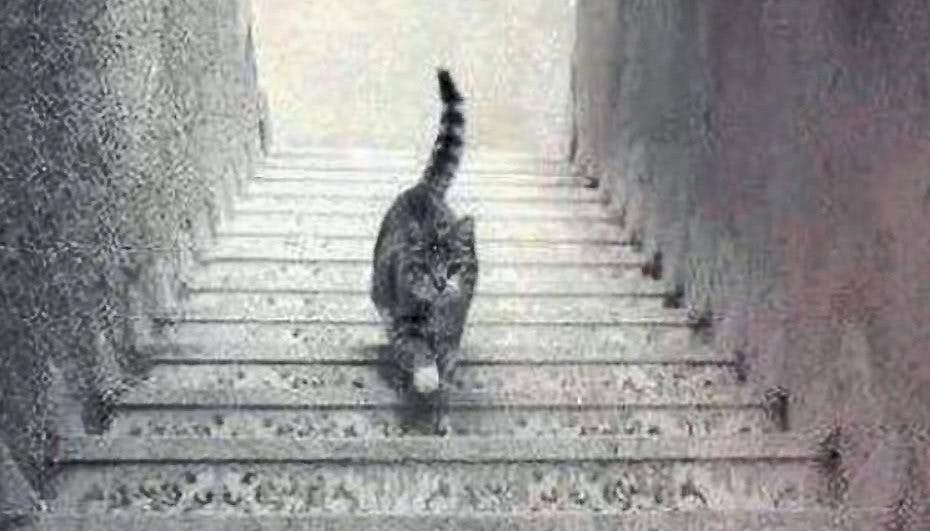 Går katten op eller ned? Kig godt efter og bedøm selv