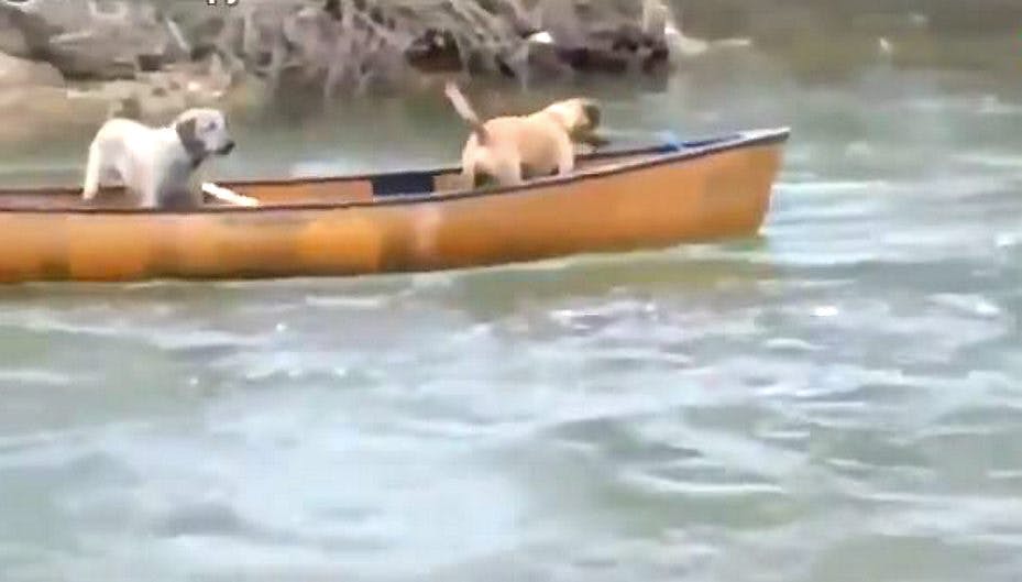 De to hunde var fanget i kanoen - men hjælpen var heldigvis på vej