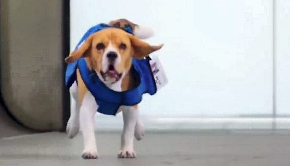 Mød hunden Sherlock, der skaber glæde hoi lufthavnen
