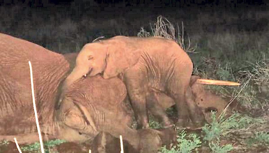 Baby-elefanten nægter at forlade sin døde mor.