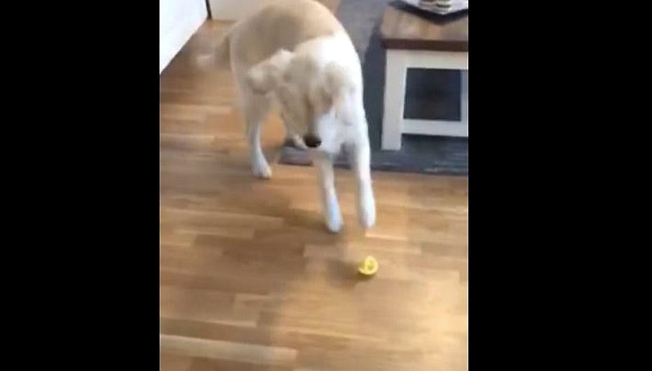 Se videoen af den citrons-spisende hund her