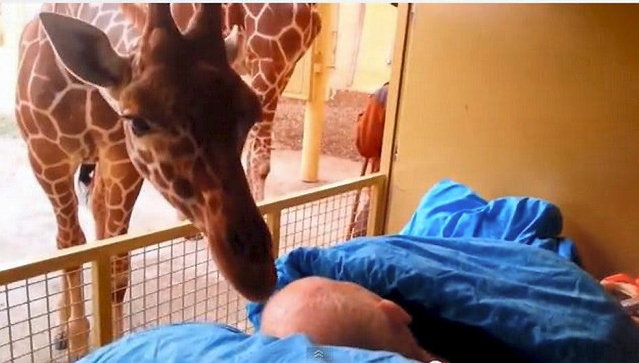 Giraffen går forsigtigt hen til sin passer og siger farvel