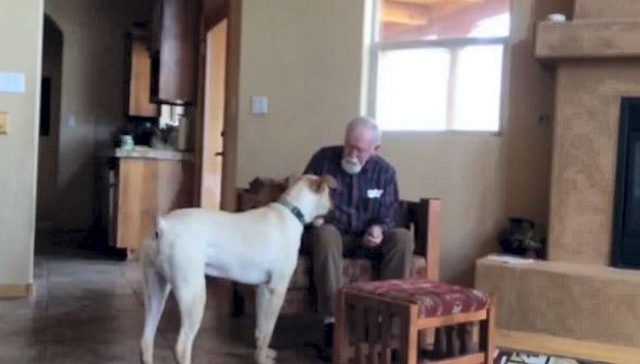 Hunden Roscoe hjælper den demente mand med at genfinde sit tabte sprog