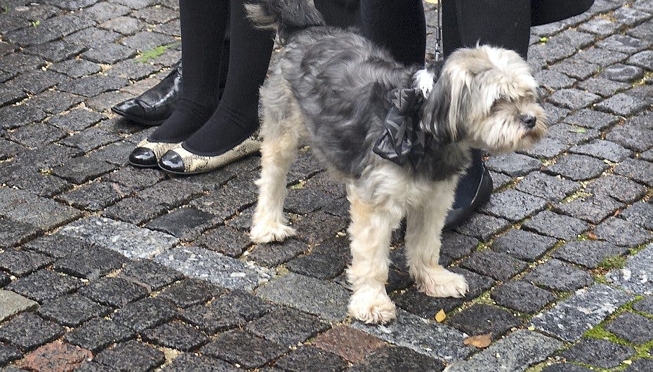 - Hvor er mor? Lille Andy var med i kirken mandag