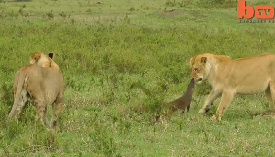 Løverne fik hurtigt stukket halen mellem benene efter mødet med dette desmerdyr
