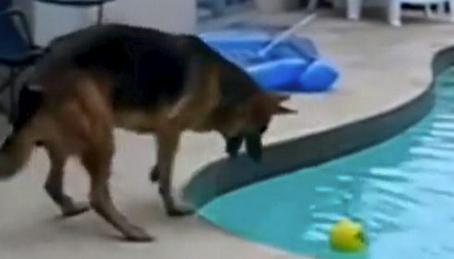 Denne lidt under to minutter lange video viser en perlerække af uheldige hunde