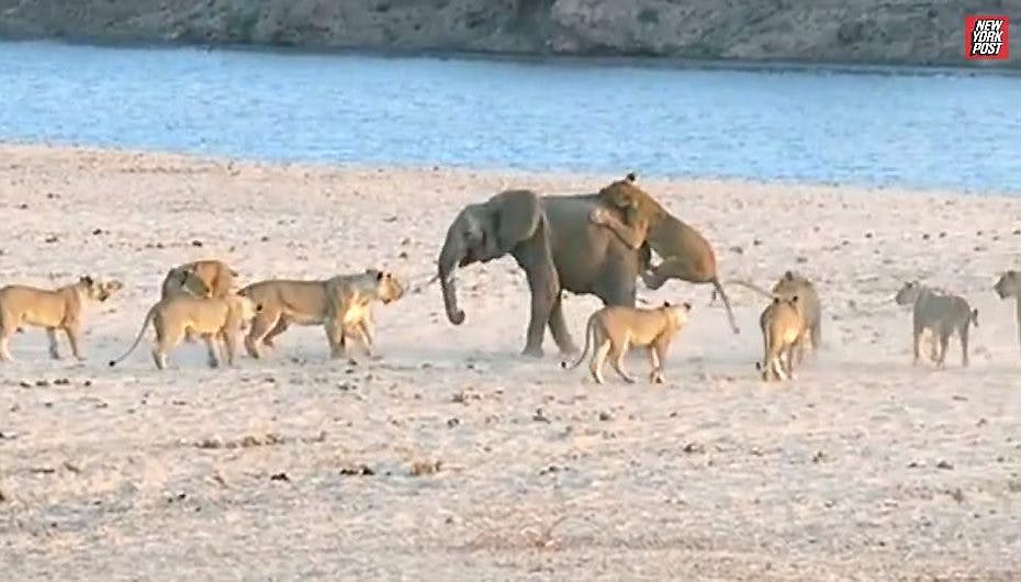 De fleste havde nok ikke spået denne baby-elefant mange chancer, da den blev omringet af 14 sultne løver