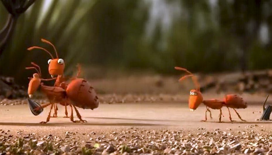 Myrer og krabber slår sig sammen for at slå overmagten - se den sjove video her