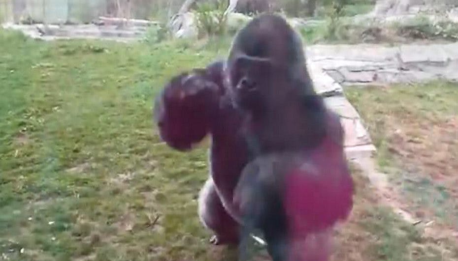 Vild video: Her smadrer gorilla glasset i sit bur