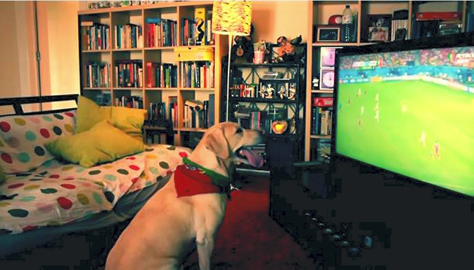 Denne labrador er meget glad for Portugals VM-hold
