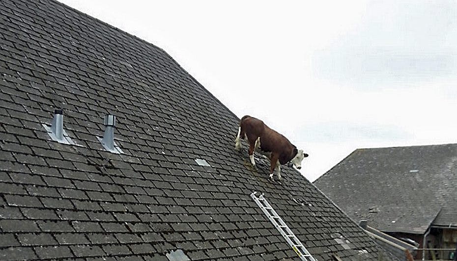 En ko på taget er ikke et syn, man ser hver dag!