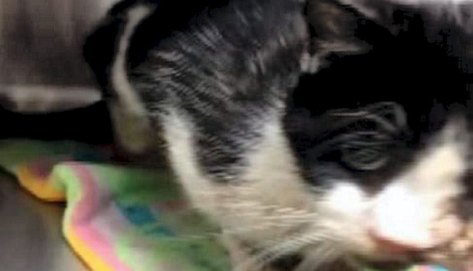 Vanvittigt: Ejer 'død' kat… som genopstår