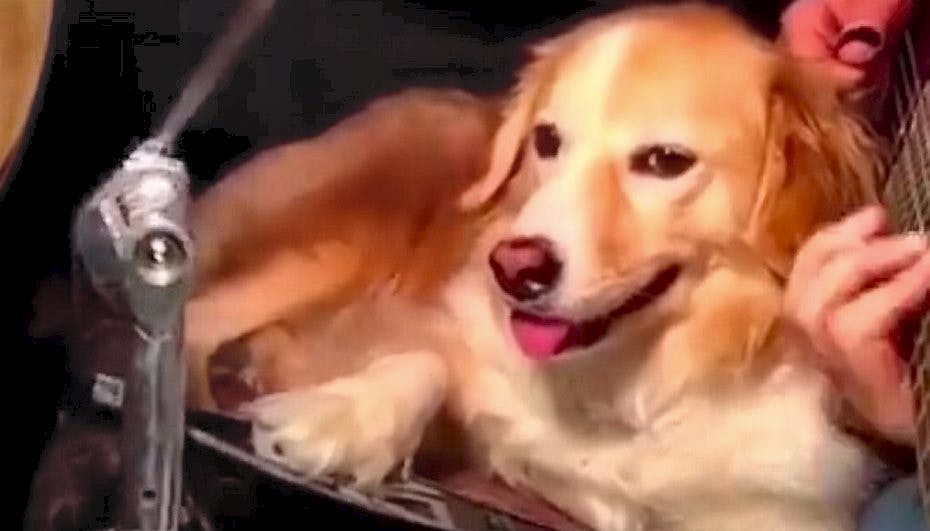 Se den søde video her