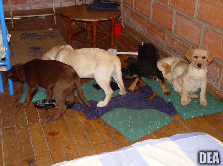 https://imgix.seoghoer.dk/media/article/2019-02-08_08_55_00-veterinarian_is_sentenced_for_implanting_liquid_heroin_in_puppies_-_the_new_york.jpg