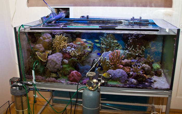 Mand rensede akvarium: mest dødelige gift verden