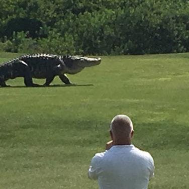 https://imgix.seoghoer.dk/media/article/alligator.jpg